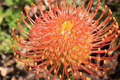 Leucospermum ‘Flame Giant’