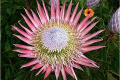 King Protea