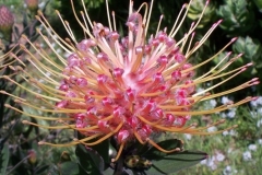 Leucospermum ‘Spider’