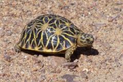 Tortoise