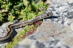 Snake in Cape Town