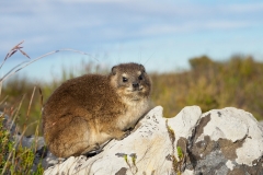 rock hyrax