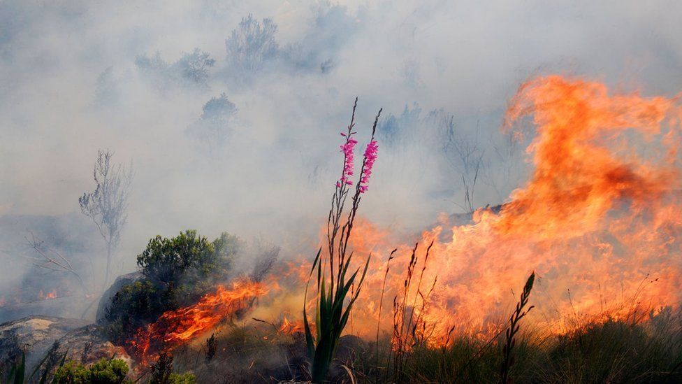 South Africa’s flammable floral kingdom