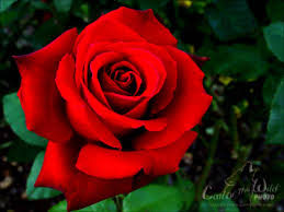 A Red, Red Rose