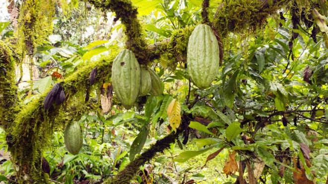 The world’s most exquisite chocolate?