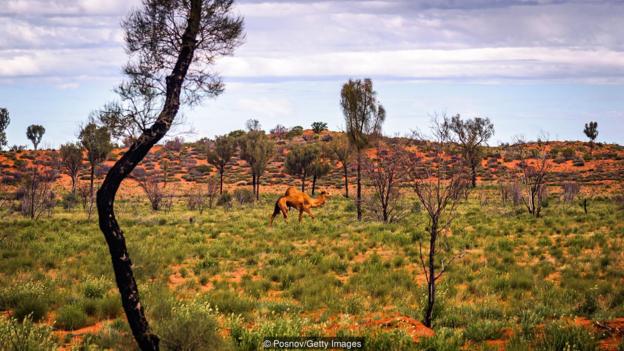 The strange story of Australia’s wild camel