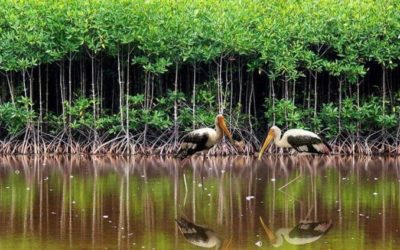 Bảo tồn đa dạng sinh học hệ sinh thái tự nhiên để phát triển bền vững Đồng bằng sông Cửu Long