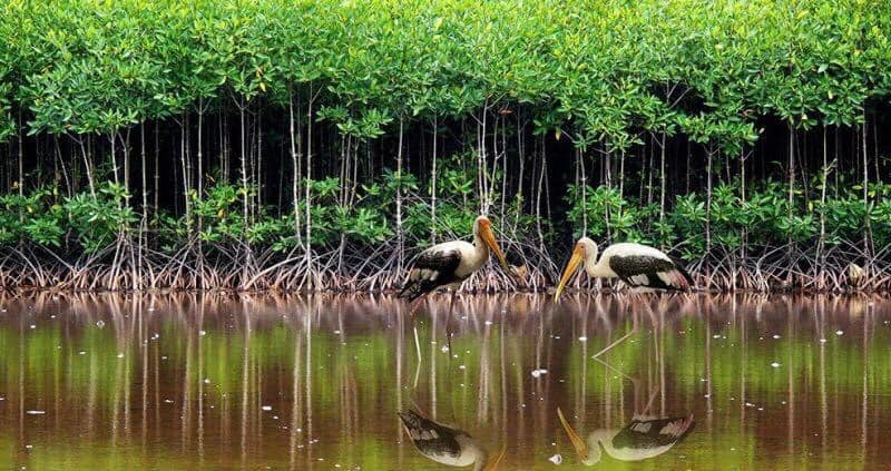 Bảo tồn đa dạng sinh học hệ sinh thái tự nhiên để phát triển bền vững Đồng bằng sông Cửu Long