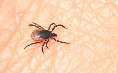 Nguy cơ do bị bọ ve cắn: Bạn cần biết gì về bệnh Lyme