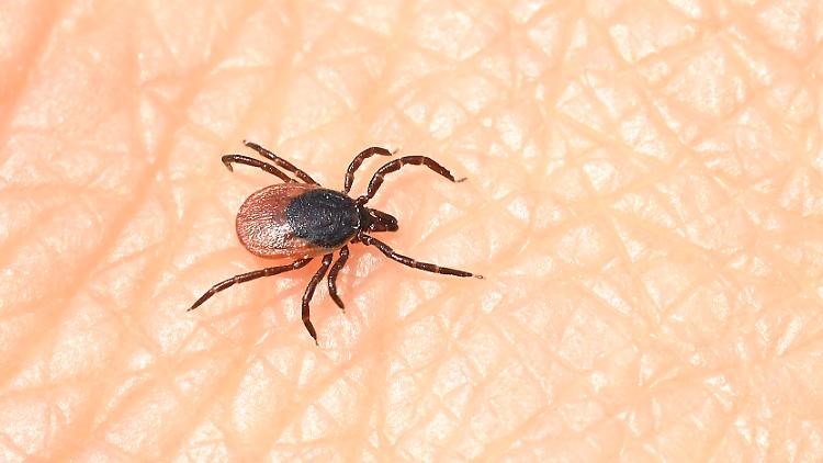 Nguy cơ do bị bọ ve cắn: Bạn cần biết gì về bệnh Lyme