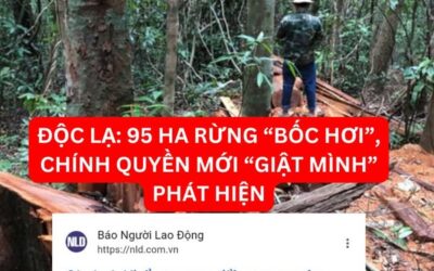 Độc lạ: 95 ha rừng “bốc hơi” chính quyền mới “giật mình” phát hiện