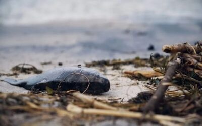 Đài Loan và thảm họa Formosa tại Việt Nam – Âm thanh của sự im lặng 